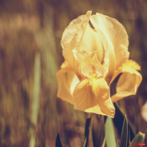 Iris jaune 1904-102
